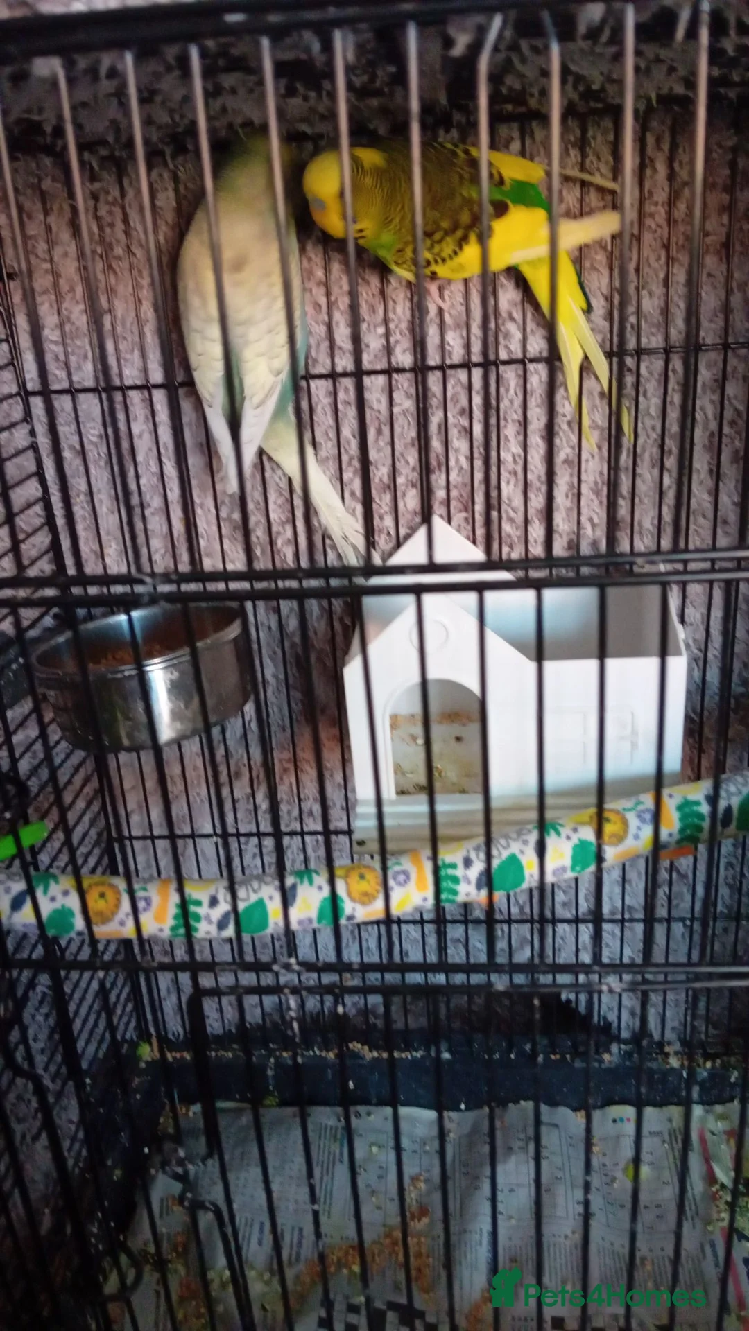 Budgerigars birds for sale: 2 budgies and small cage - Advert 2