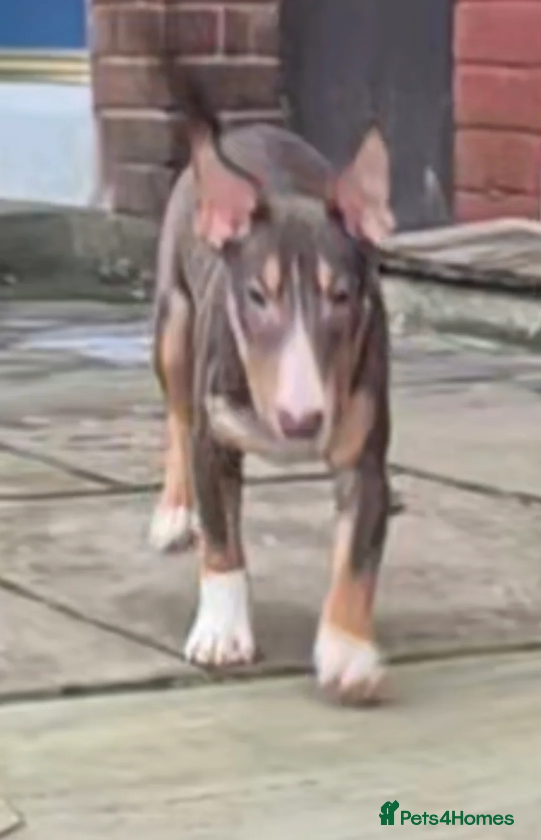 Miniature Bull terrier dogs for sale: REDUCED Exclusive Miniature Bull Terrier Pups  - Advert 33