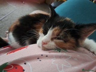 Mixed Breed cats Beautifull girl ready to go to a loving home. - Advert 20