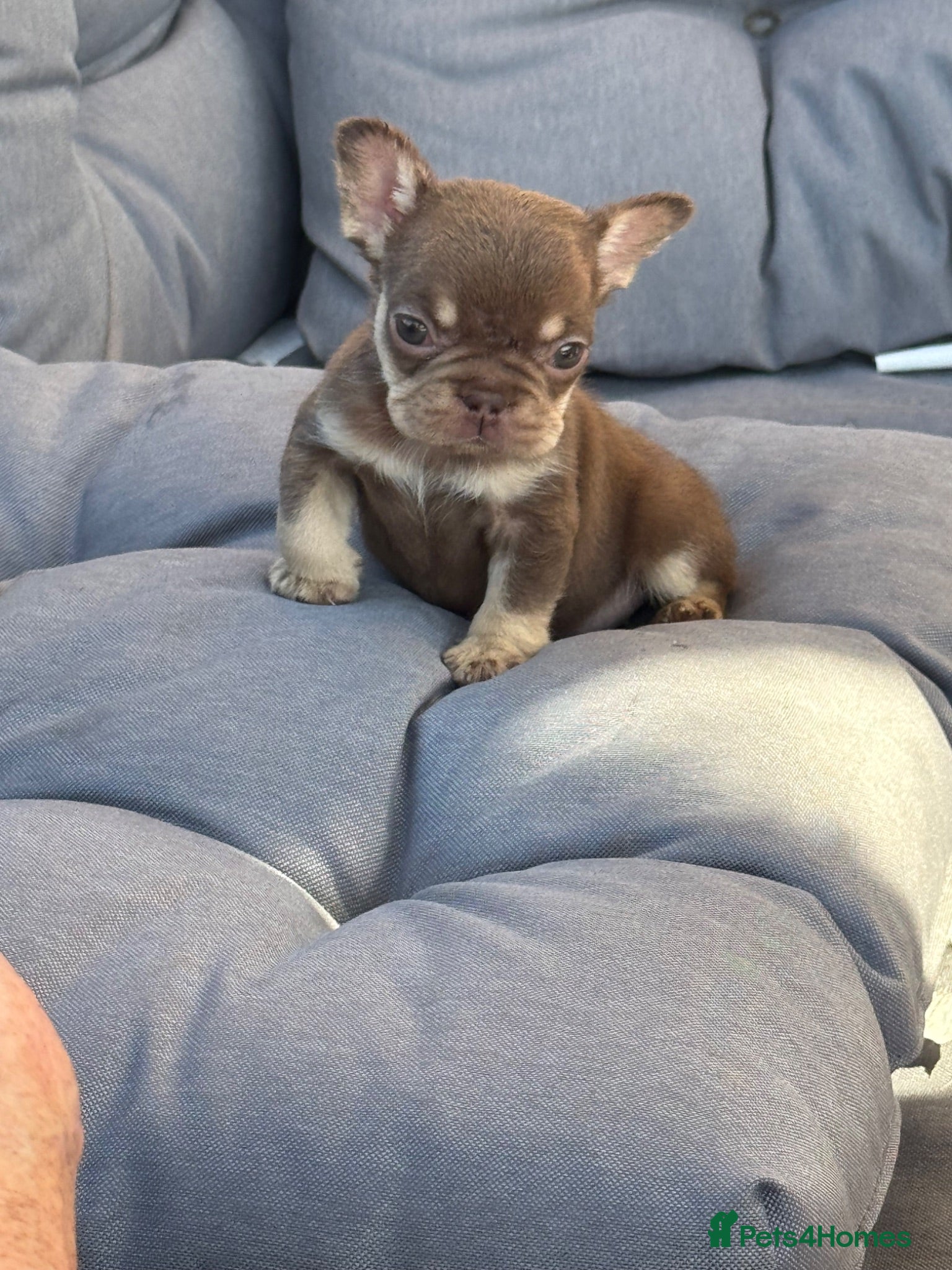 French Bulldog dogs READ INFO fluffy and carrier french bulldogs - Advert 1