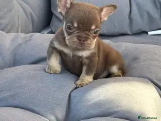 French Bulldog dogs for sale: READ INFO fluffy and carrier french bulldogs - Advert 1