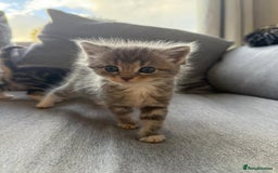 Mixed Breed cats for sale: Cute litter  - Image 4