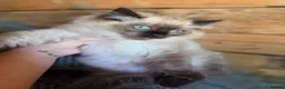 Ragdoll cats for sale: 1 Ragdoll boy left  - Advert 1