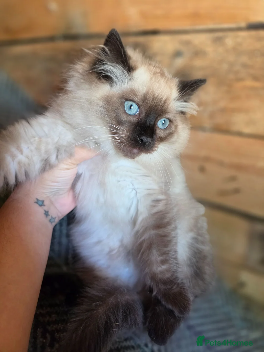 Ragdoll cats for sale: 1 Ragdoll boy left  - Advert 1
