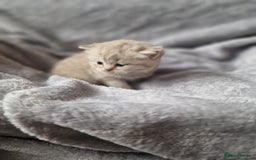 Scottish Fold cats for sale: Stunning TICA Registered Babies in Bolton - Image 15