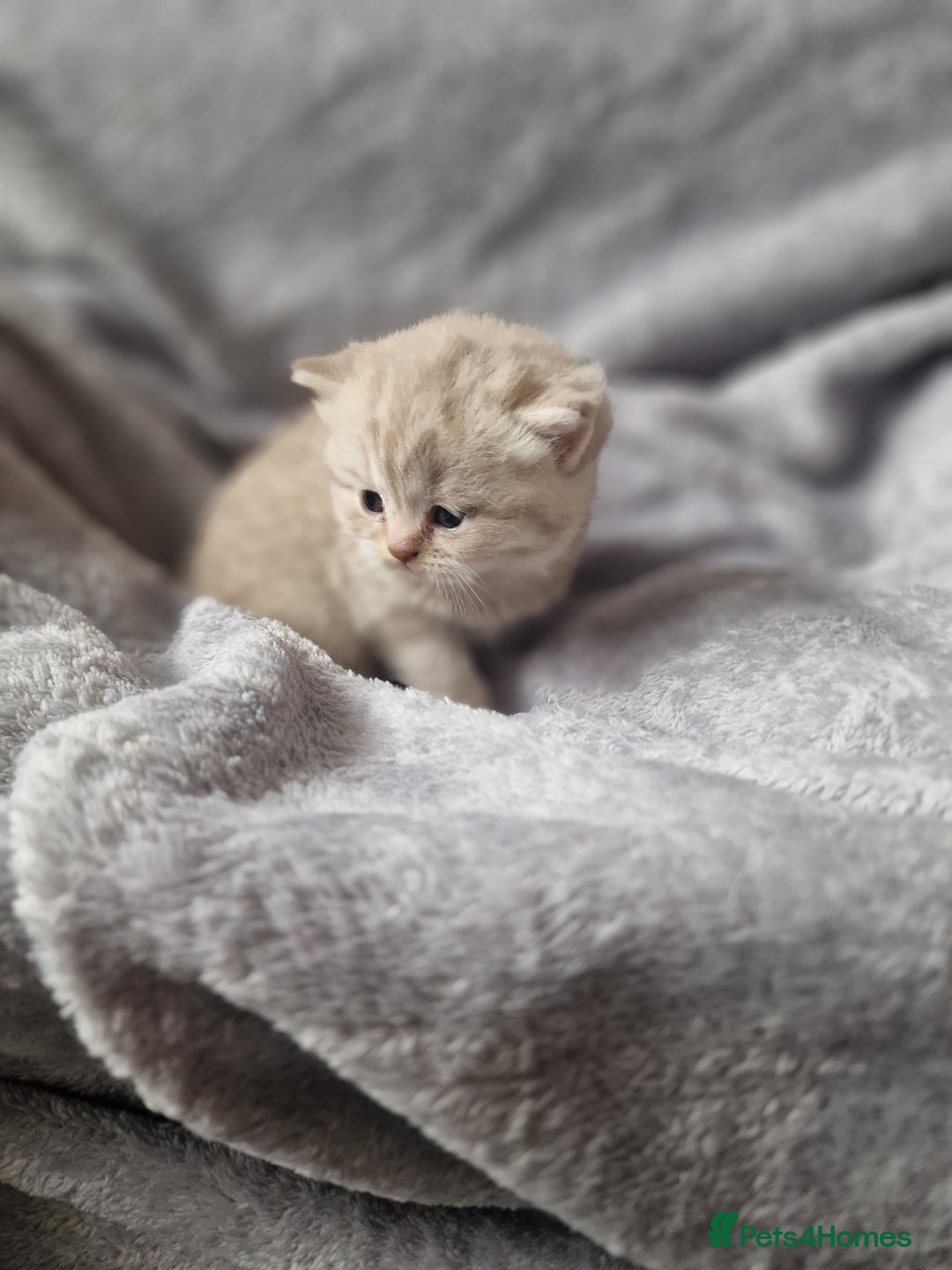 Scottish Fold cats for sale: Stunning TICA Registered Babies in Bolton - Image 15