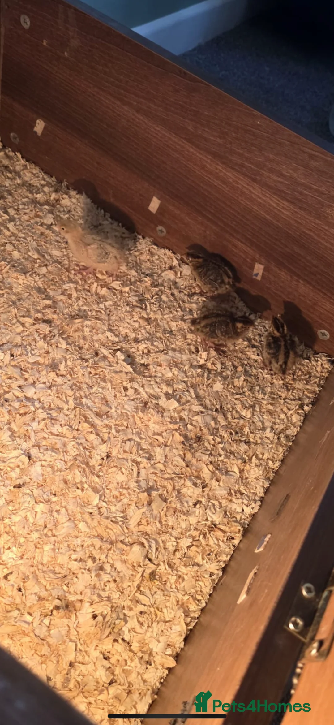 Quail poultry for sale: Quail eggs for sale - Advert 2