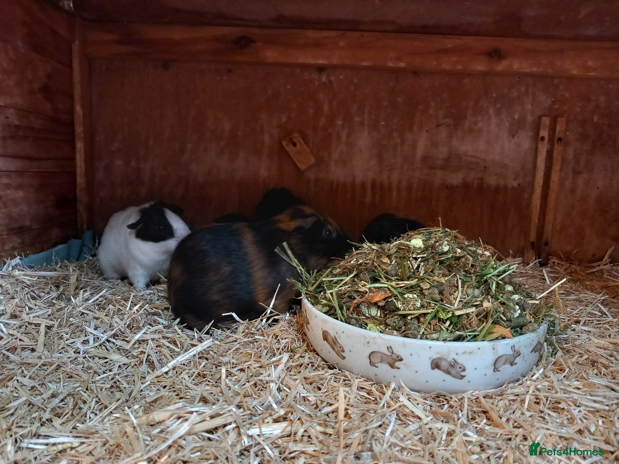 Guinea Pig rodents Baby guinea pigs for sale  - Advert 1
