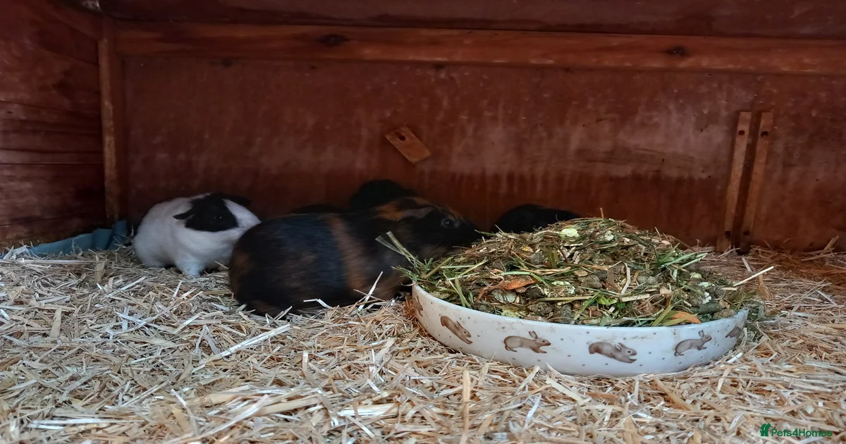 Visual Reference: Guinea Pig Rodents For Sale