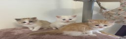 Ragdoll cats for sale: TICA mink sepia and cream ragdoll kittens - Advert 3