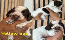 Cocker Spaniel dogs for sale: 2 Beautiful Cocker spaniel boys 🐶 - Image 2
