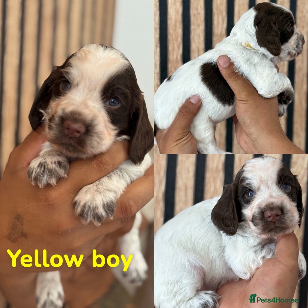 Cocker Spaniel dogs for sale: 2 Beautiful Cocker spaniel boys 🐶 - Image 2