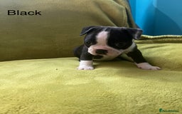 Boston Terrier dogs for sale: Boston terriers for sale - Image 16