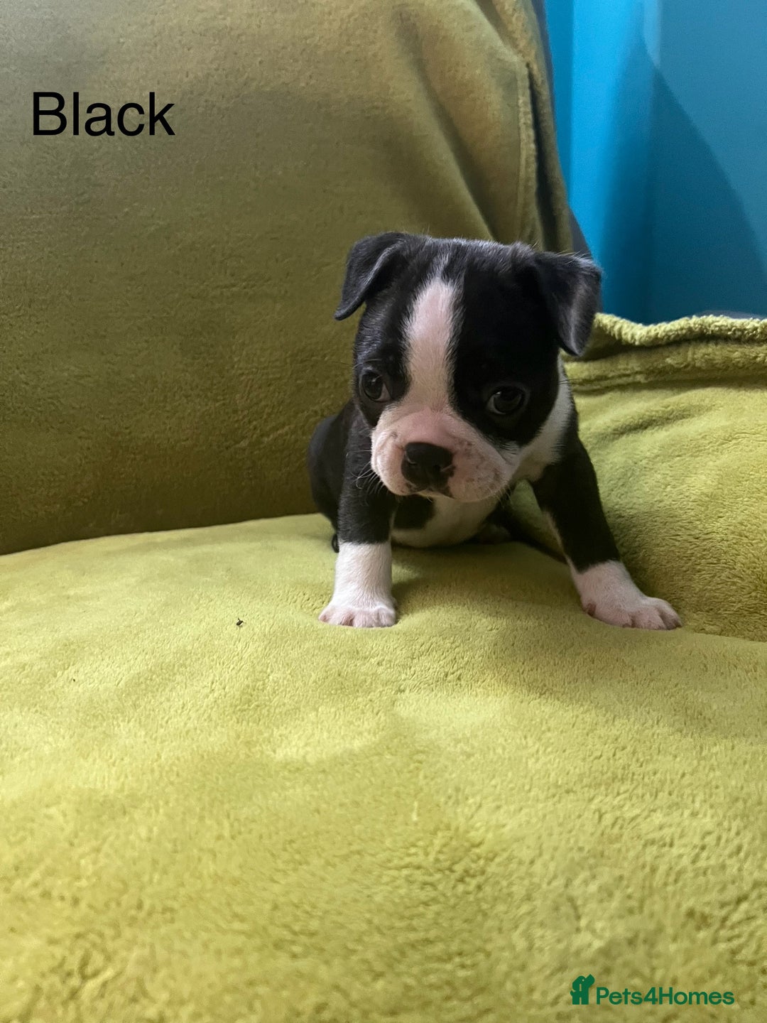 Boston Terrier dogs for sale: Boston terriers for sale - Image 16
