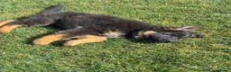 German Shepherd dogs for sale: Five lovely German shepherd puppies ready now  in Bath - Advert 8