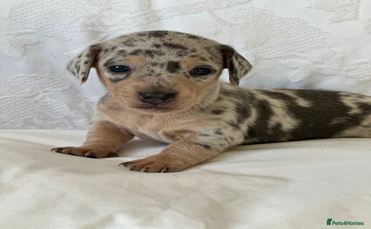 Miniature Dachshund dogs - Advert 9