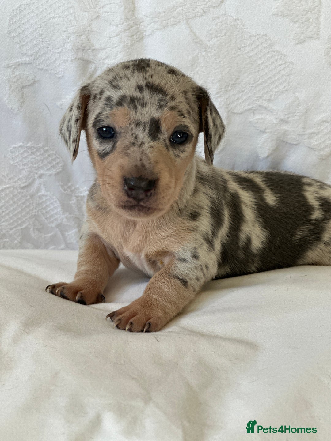 Miniature Dachshund dogs for sale: KC blue & cream dapple miniatu dachshunds last boy - Advert 8