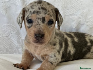 Miniature Dachshund dogs KC blue & cream dapple miniature dachshunds - Advert 7