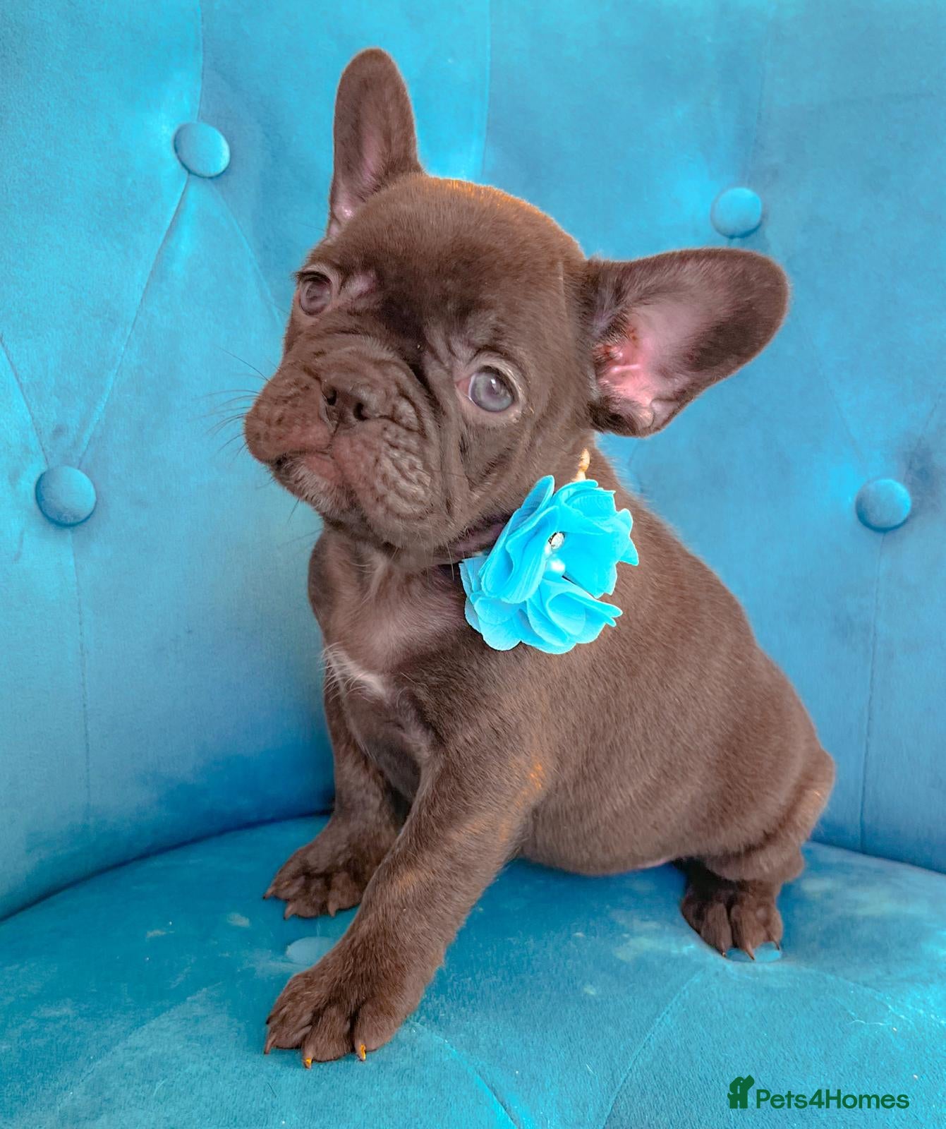 French Bulldog dogs 🌸BEAUTIFUL CHOCOLATE GIRL READY TO GO🌸 - Advert 5