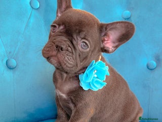 French Bulldog dogs 🌸BEAUTIFUL CHOCOLATE GIRL READY TO GO🌸 - Advert 5