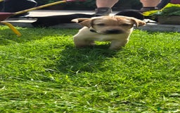 Labrador Retriever dogs for sale: Labrador puppies  - Image 13