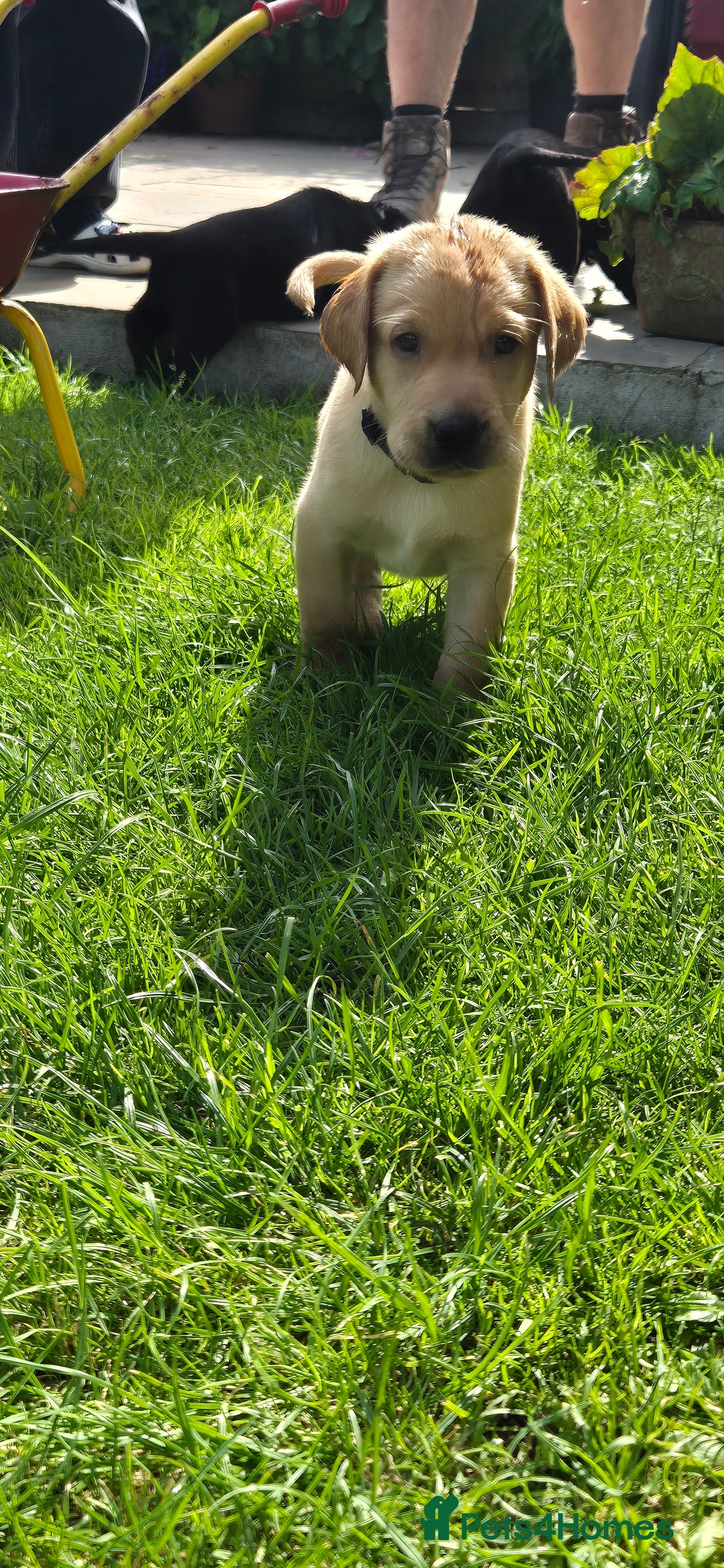 Labrador Retriever dogs for sale: Labrador puppies  - Image 13