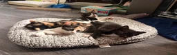 British Shorthair cats for sale: Beautiful kittens 8 weeks old  - Advert 6