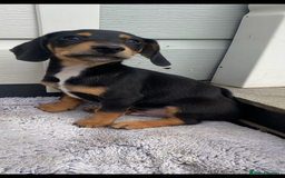 Mixed Breed dogs for sale: Dachshund x jack Russell  - Image 7