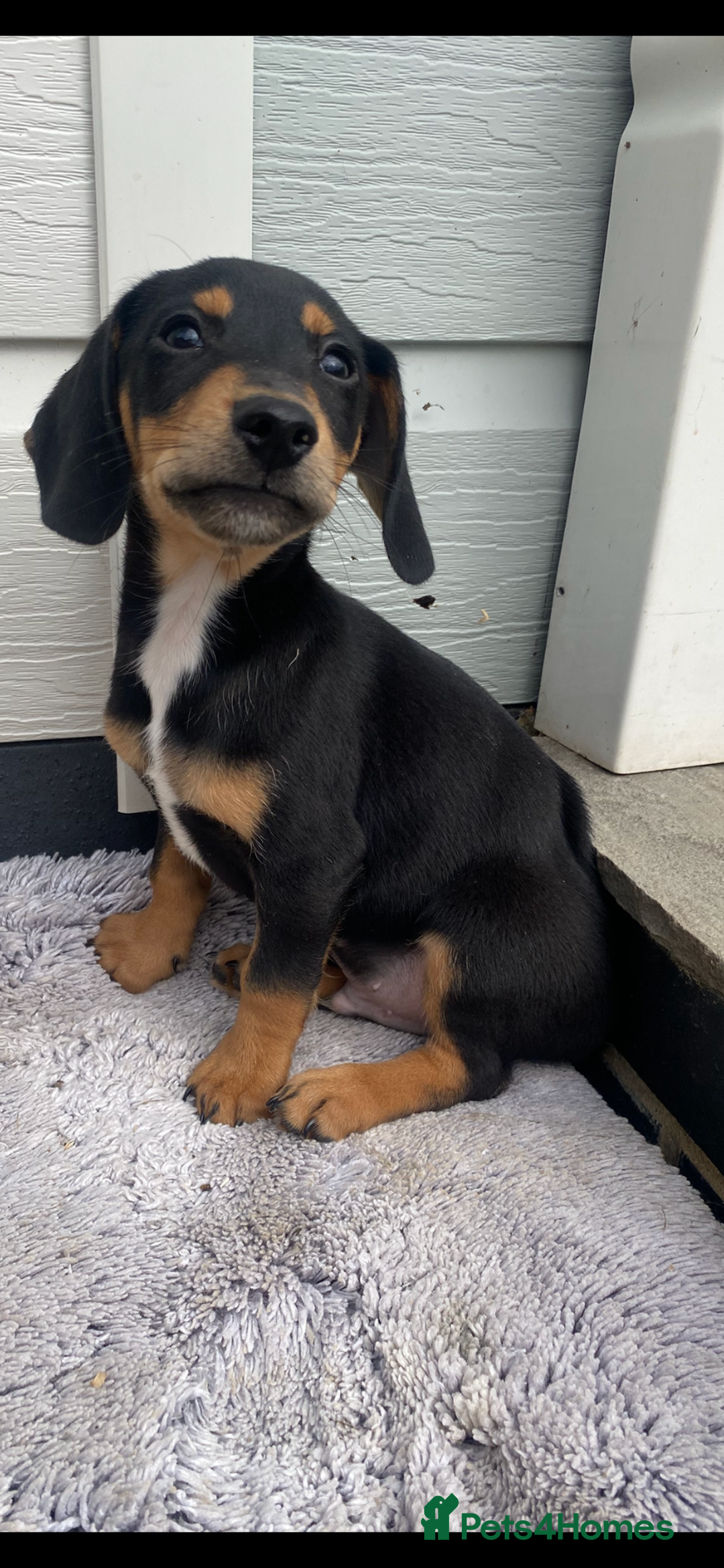 Mixed Breed dogs for sale: Dachshund x jack Russell  - Image 7