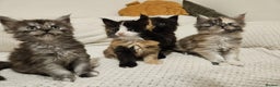Maine Coon cats for sale: Maine coon kittens  - Advert 5