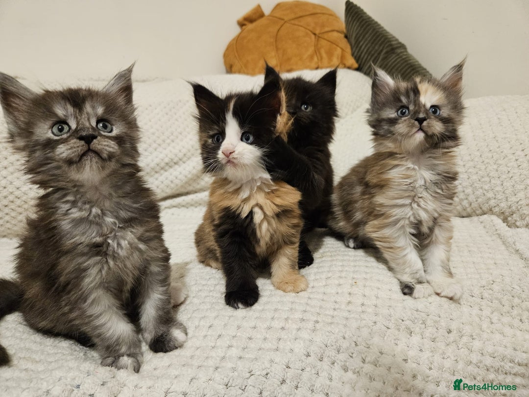 Maine Coon cats for sale: Maine coon kittens  - Advert 5