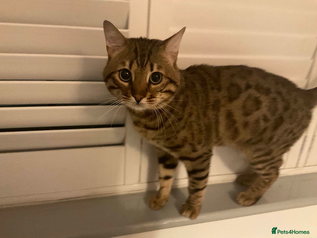 Bengal cats for sale: Beautiful Pure Bengal  - Image 12