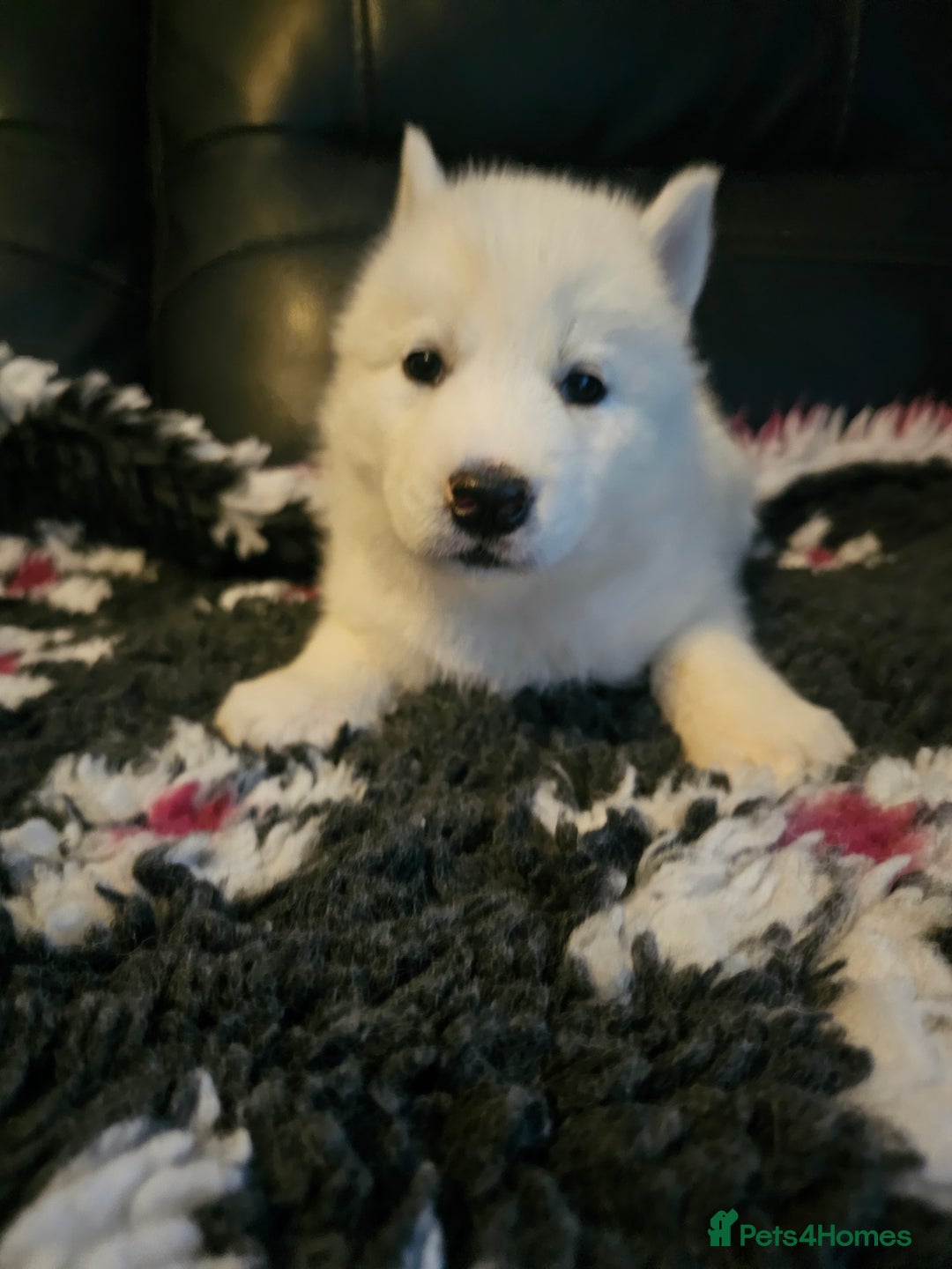 Siberian Husky dogs for sale: 5 beautiful siberian husky fur babies - Advert 9