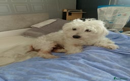 Mixed Breed dogs for sale: Puppy  - Advert 1