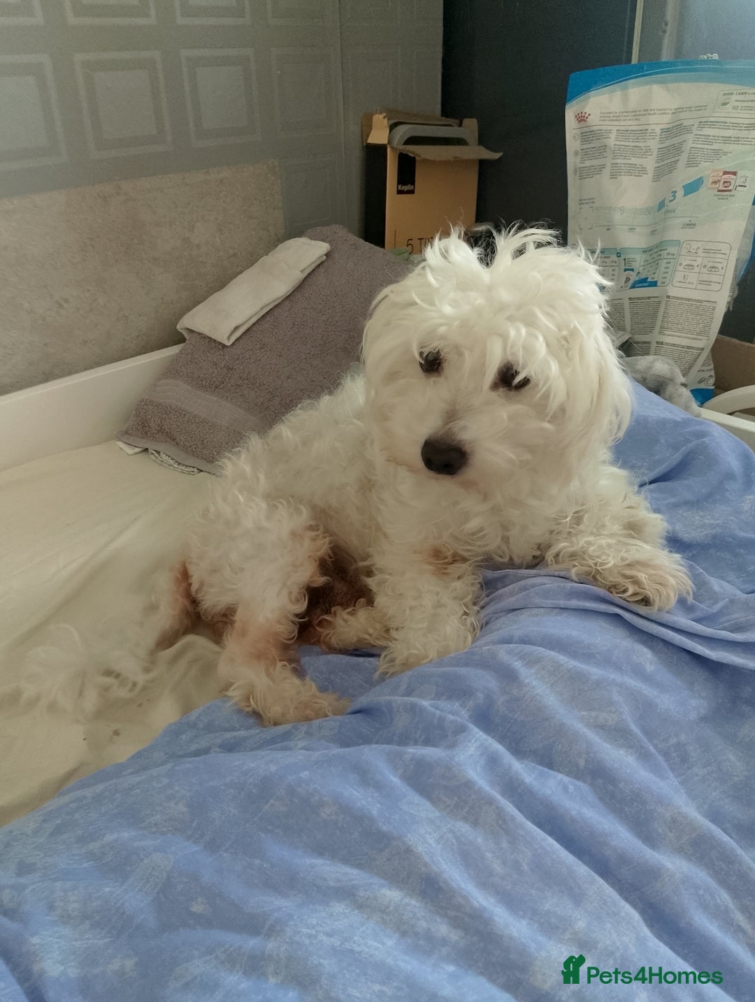 Mixed Breed dogs for sale: Puppy  - Advert 1