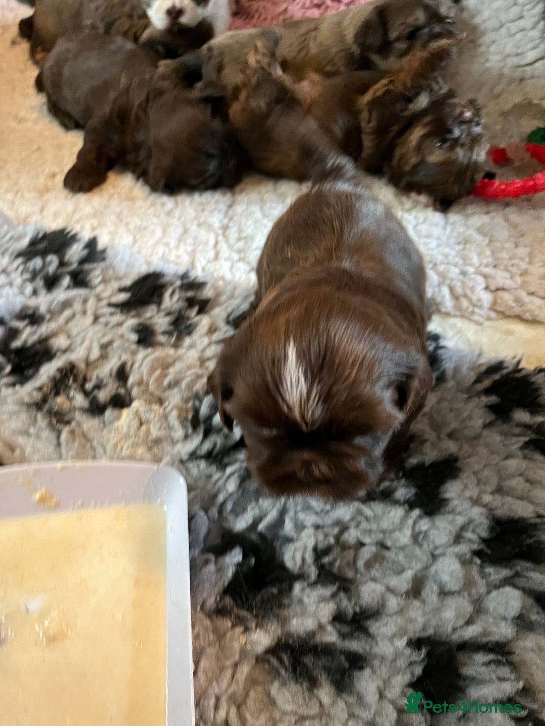 Shih Tzu dogs for sale: Adorable Shih Tzu puppies  - Image 22