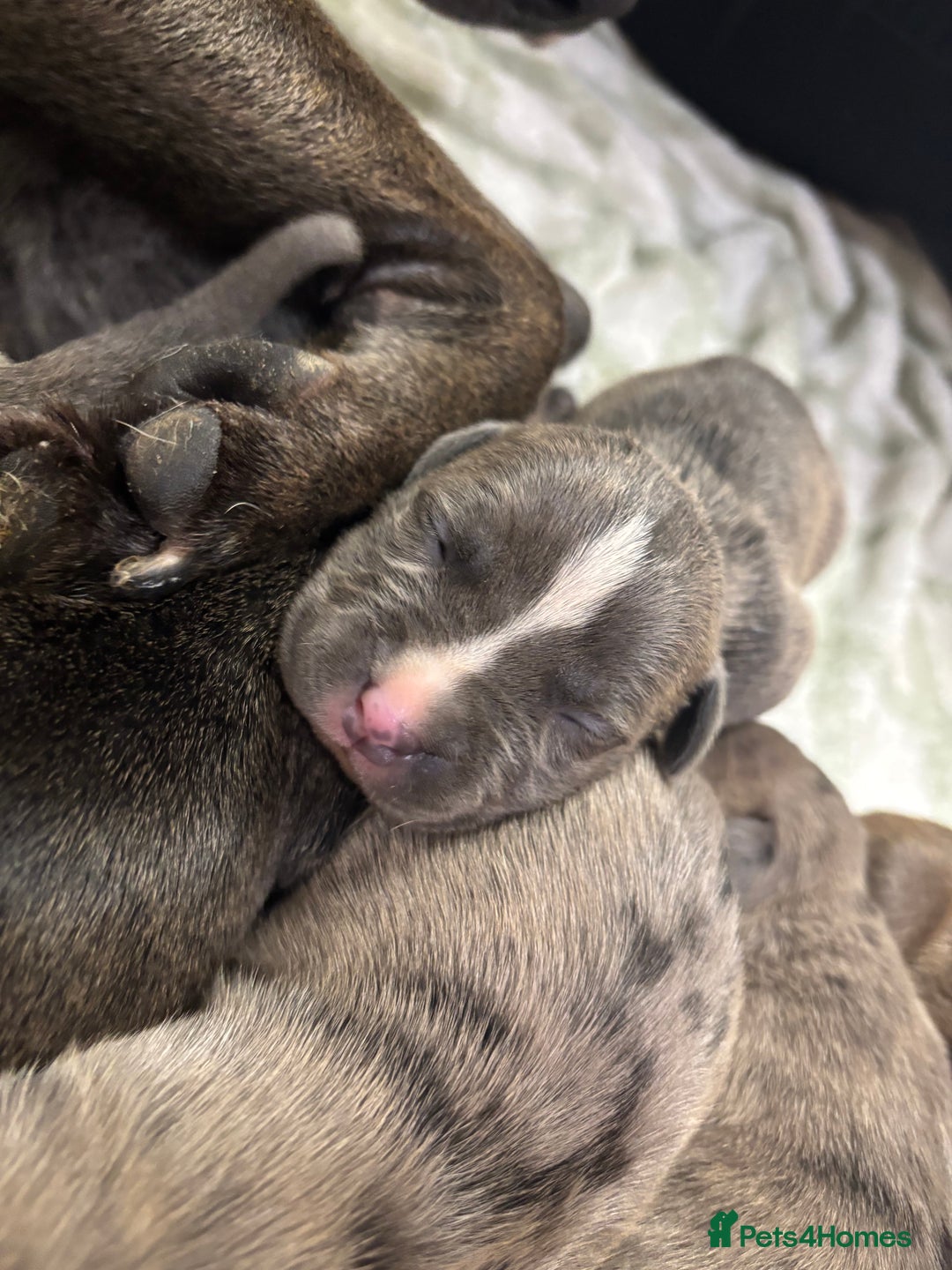 Staffordshire Bull Terrier dogs for sale: Staffy pups  - Advert 14