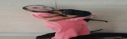 Bloodhound dogs for sale: Bloodhound Puppies - Advert 13