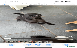 Chug dogs for sale: 2 Chug boys for sale  - Image 3