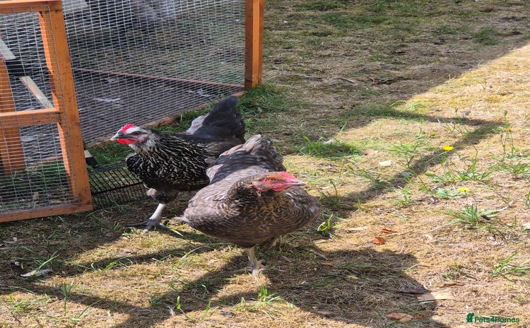 Hens poultry - Advert 2
