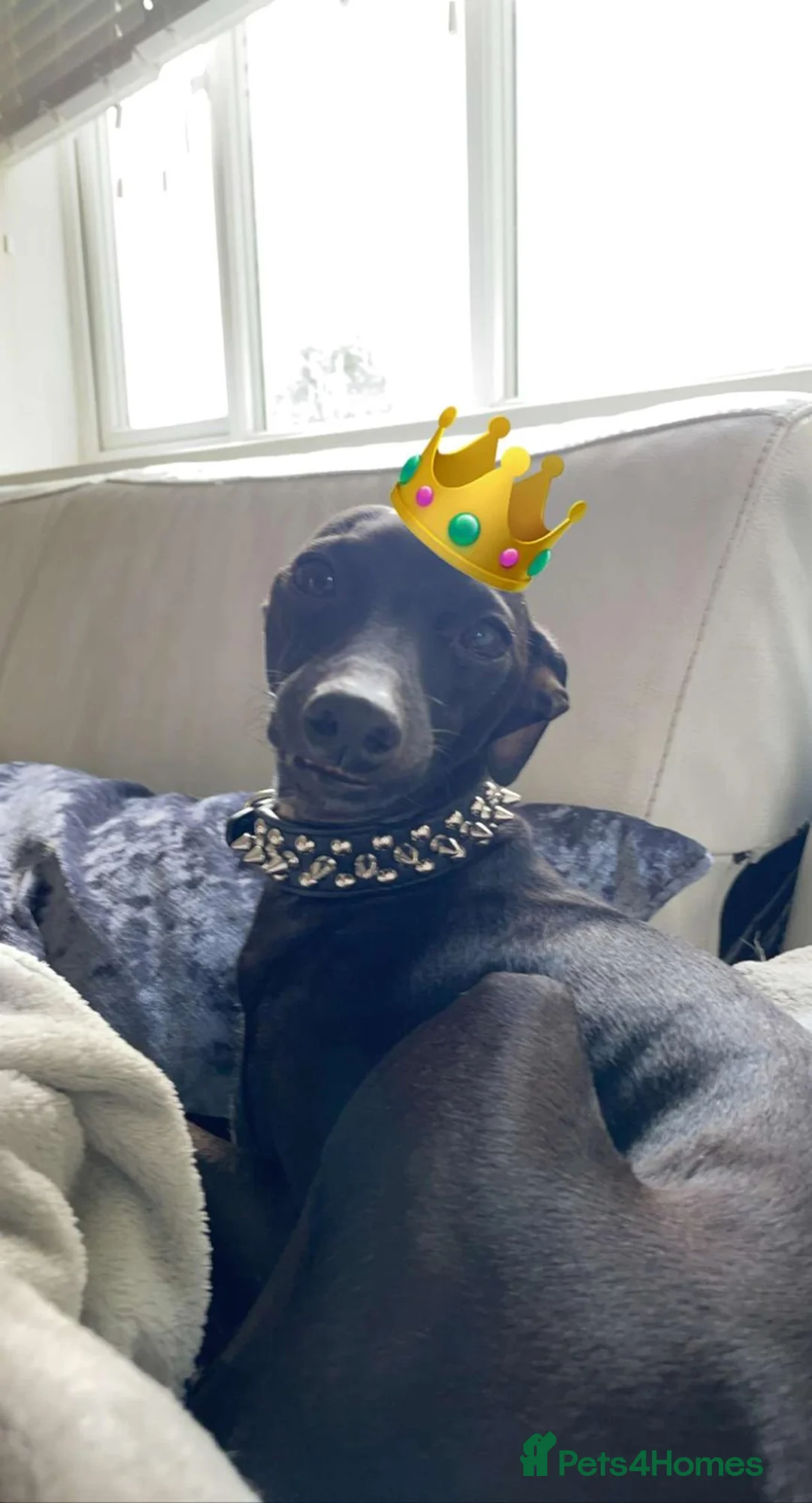 Italian Greyhound dogs for sale: Little Italian greyhound babies  - Advert 4