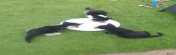 Mixed Breed cats for sale: 8 weeks kittens  in Liverpool - Advert 5