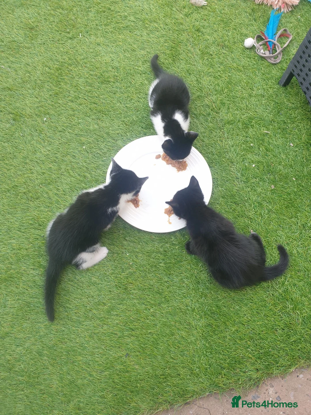 Mixed Breed cats for sale: 8 weeks kittens  in Liverpool - Advert 5