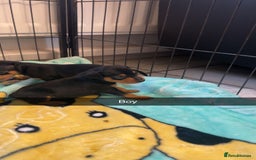 Miniature Pinscher dogs for sale: Black and tan mini pins  - Image 4
