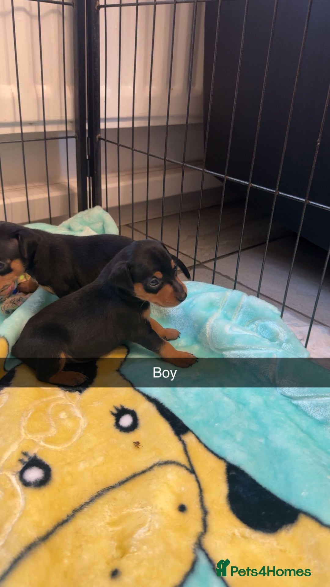 Miniature Pinscher dogs for sale: Black and tan mini pins  - Image 4