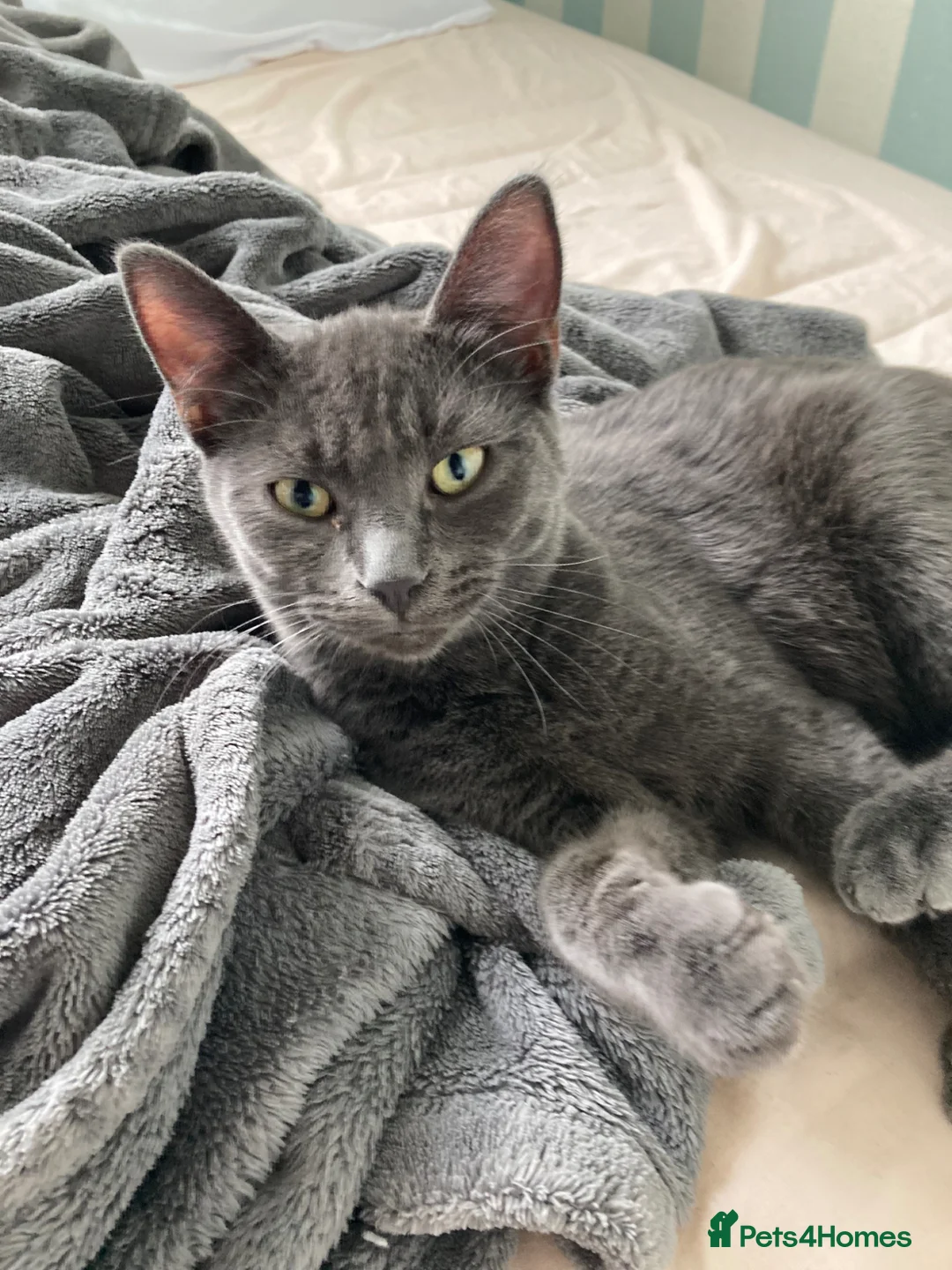 Mixed Breed cats for sale: Grey, Playful Kittens - Ragdoll Grandmother - Advert 10