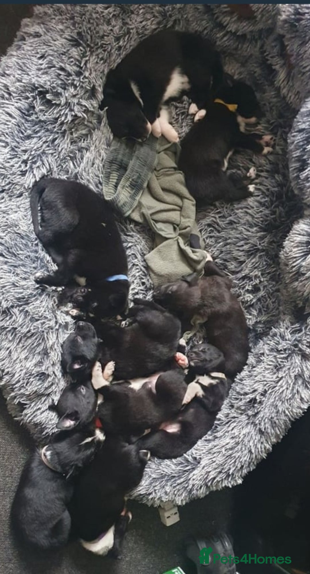 Mixed Breed dogs for sale: German sherperd-colliestaffie  - Image 3
