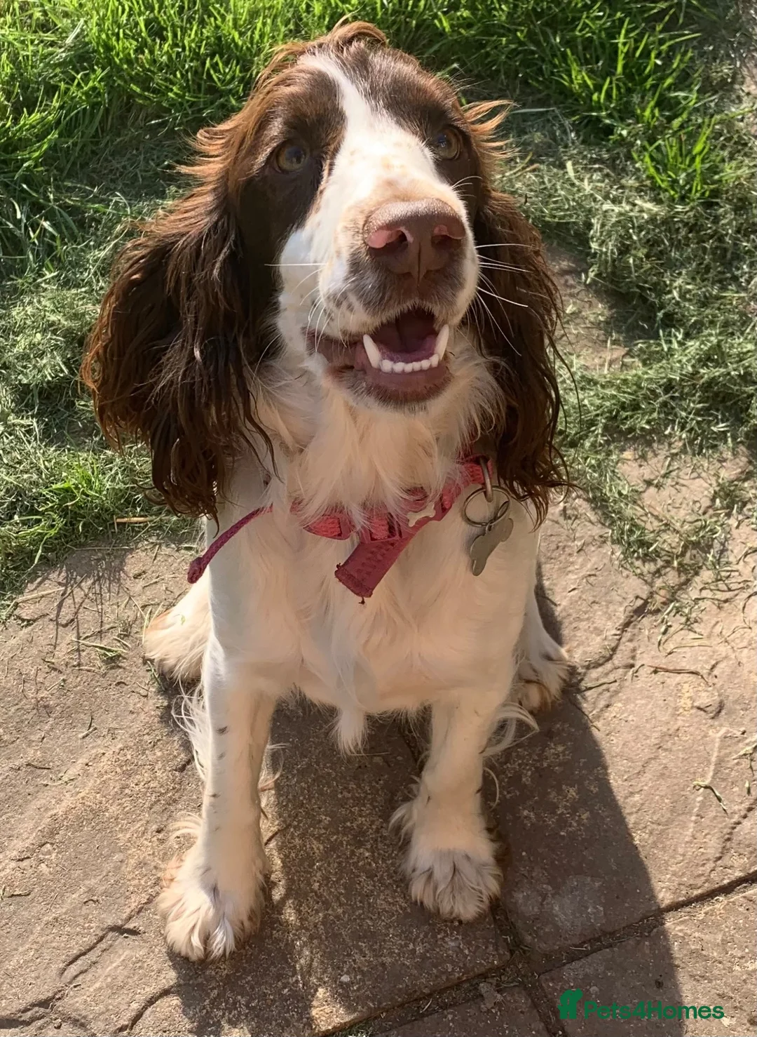 English Springer Spaniel dogs for sale:  Springer spaniel pups looking for forever homes in March - Advert 14