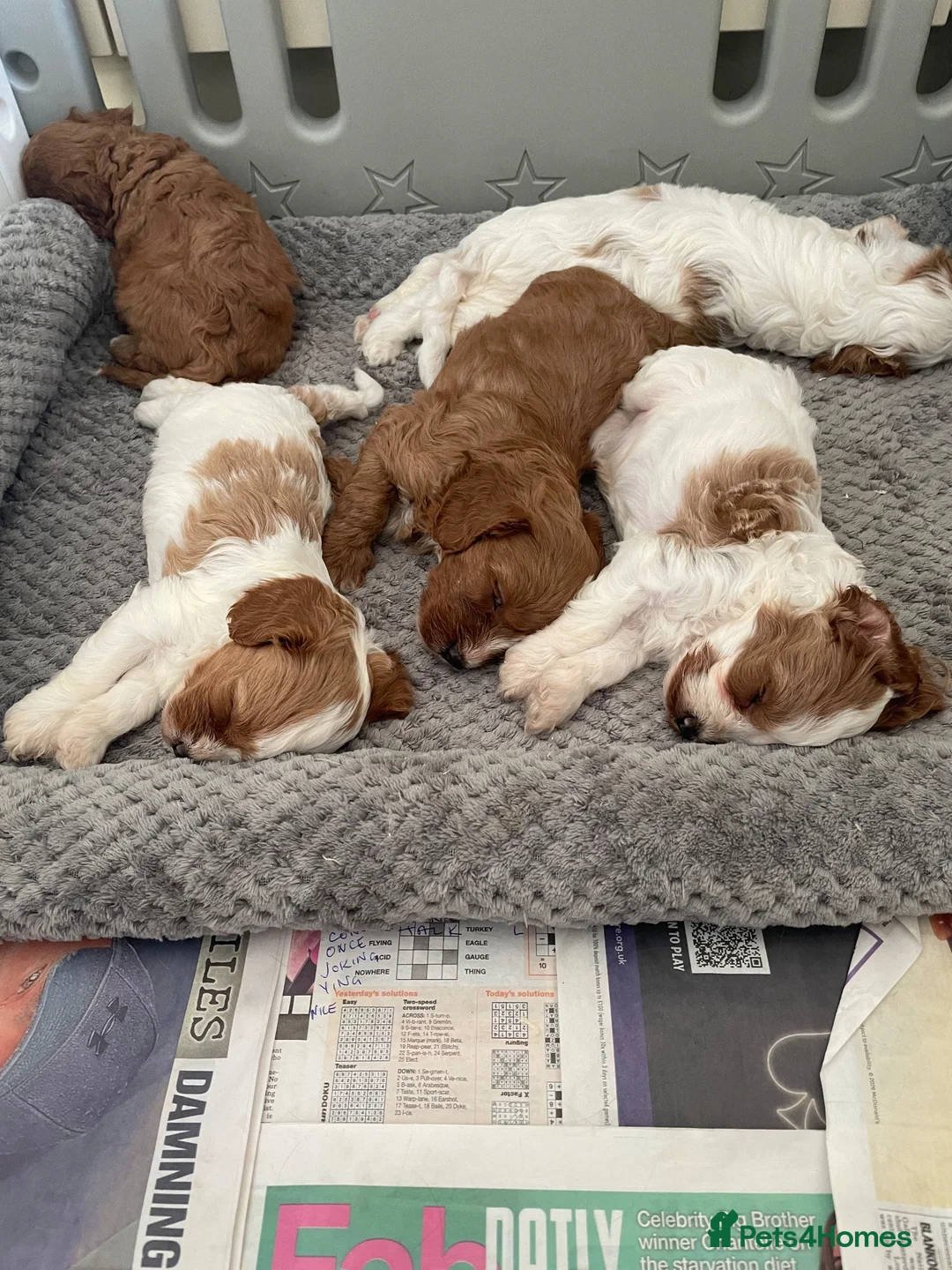 Cavapoo dogs for sale: 🐩🐶🐾FULLY HEALTH CLEAR F1 CAVAPOO🐾🐶🐩  - Advert 1