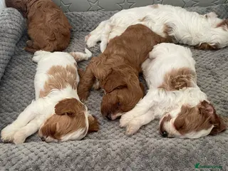 Cavapoo dogs 🐩🐶🐾FULLY HEALTH CLEAR F1 CAVAPOO🐾🐶🐩 - Advert 1